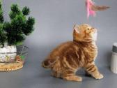 Britukės mergaitės - nuotraukos Nr. 6