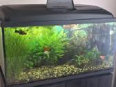 Akvariumas 112 ltr. su viskuo