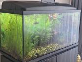 Akvariumas 112 ltr. su viskuo - nuotraukos Nr. 4
