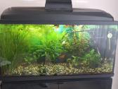 Akvariumas 112 ltr. su viskuo - nuotraukos Nr. 5