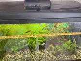 Akvariumas 112 ltr. su viskuo - nuotraukos Nr. 7