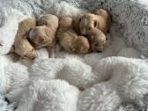 Rezervuojami maltipoo šuniukai