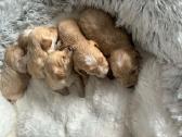 Rezervuojami maltipoo šuniukai - nuotraukos Nr. 3