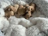 Rezervuojami maltipoo šuniukai - nuotraukos Nr. 4