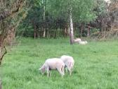 Vilšhorno avys - nuotraukos Nr. 4
