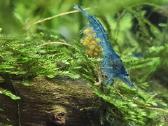 Neocaridina Blue dream krevetės