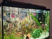 Parduodu akvariumą 75ltr.galiu ir be žuvyčių. - nuotraukos Nr. 2