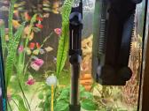 Parduodu akvariumą 75ltr.galiu ir be žuvyčių. - nuotraukos Nr. 4