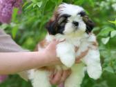 Kilmingos Shih Tzu mergaitės - nuotraukos Nr. 2