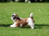 Kilmingos Shih Tzu mergaitės - nuotraukos Nr. 3