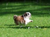 Kilmingos Shih Tzu mergaitės - nuotraukos Nr. 4