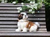 Kilmingos Shih Tzu mergaitės - nuotraukos Nr. 5