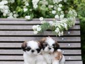 Kilmingos Shih Tzu mergaitės