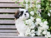 Kilmingos Shih Tzu mergaitės - nuotraukos Nr. 6