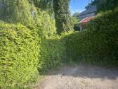 Vakarinės tujos - nuotraukos Nr. 2