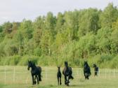Parduodama fryzų veislės kumelė - nuotraukos Nr. 5