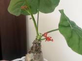 Jatropha podagrica