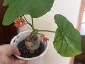 Jatropha podagrica - nuotraukos Nr. 2