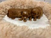 Cavapoo