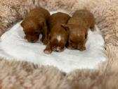 Cavapoo - nuotraukos Nr. 2