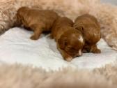 Cavapoo - nuotraukos Nr. 4