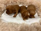 Cavapoo - nuotraukos Nr. 5