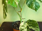 Monstera albo variegata, visas augalas