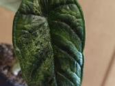 Monstera albo variegata, visas augalas - nuotraukos Nr. 2
