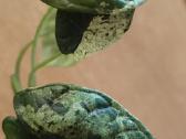 Monstera albo variegata, visas augalas - nuotraukos Nr. 3