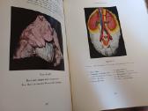 Parduodu knyga,medicinos/odontologijos atlasas1937 - nuotraukos Nr. 33
