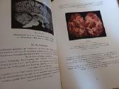 Parduodu knyga,medicinos/odontologijos atlasas1937 - nuotraukos Nr. 35