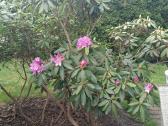Rododendrai medis.