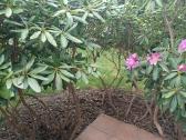 Rododendrai medis. - nuotraukos Nr. 2