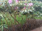 Rododendrai medis. - nuotraukos Nr. 4