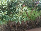 Rododendrai medis. - nuotraukos Nr. 7