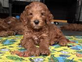 Australian Labradoodle šuniukai,su Wala dokum. - nuotraukos Nr. 2