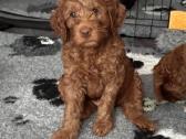 Australian Labradoodle šuniukai,su Wala dokum. - nuotraukos Nr. 3
