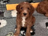 Australian Labradoodle šuniukai,su Wala dokum. - nuotraukos Nr. 4