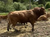Grynaveislis limuzinas bulius reproduktorius (4m.) - nuotraukos Nr. 3