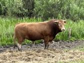Grynaveislis limuzinas bulius reproduktorius (4m.) - nuotraukos Nr. 4