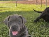 Cane Corso veislės šuniukai - nuotraukos Nr. 4