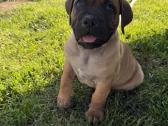 Cane Corso veislės šuniukai - nuotraukos Nr. 5