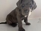 Cane Corso veislės šuniukai - nuotraukos Nr. 6