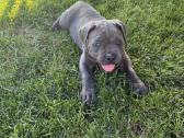 Cane Corso veislės šuniukai - nuotraukos Nr. 7