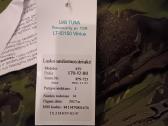 Lk Lustriuke - nuotraukos Nr. 2