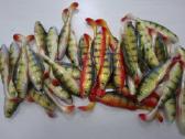 Labai kibios gumos Angrylures !