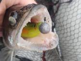 Labai kibios gumos Angrylures ! - nuotraukos Nr. 6