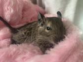 Degu