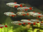 Akvariumo žuvys Kaune ir Vilniuje - nuotraukos Nr. 5