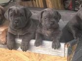 Cane Corso veislės šuniukai - nuotraukos Nr. 2